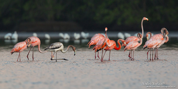 Caribische Flamingo / Greater Flamingo - Bigi Pan