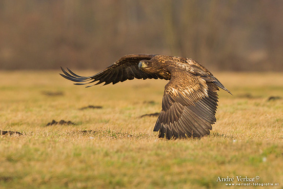 Zeearend / White-tailed Eagle - Central Poland