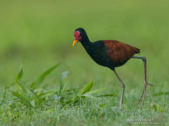 Leljacana / Wattled Jacana - Peperpot