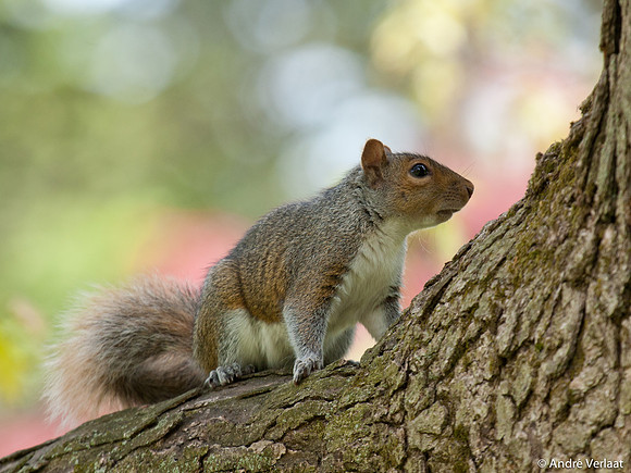 Grijze Eekhoorn / Eastern Grey Squirrel - Boston, USA