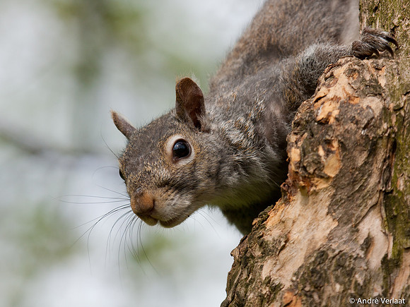 Grijze Eekhoorn / Eastern Grey Squirrel - Boston, USA