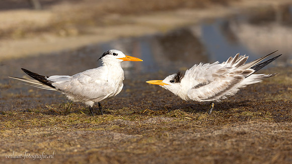 Sierlijke Stern / Elegant Tern - Rio Lagartos