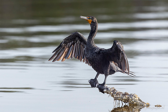 Geoorde Aalscholver / Double-crested Cormorant - Rio Lagartos