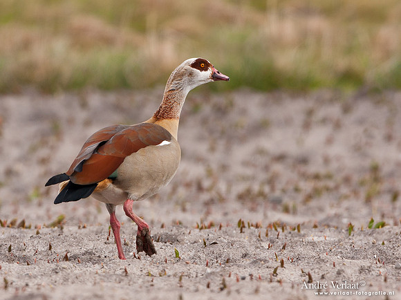 Nijlgans / Egyptian Goose - Wieringermeer