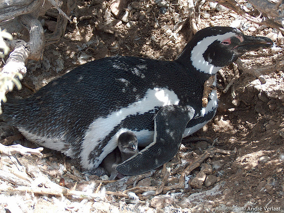 Magelhaen Pinguin - Punta Tombo
