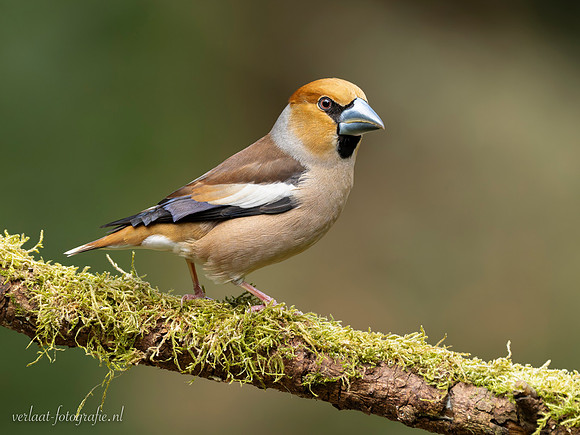 Appelvink / Hawfinch - Lemelerberg