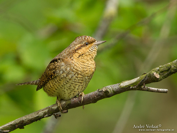 Draaihals / Wryneck - Den Oever