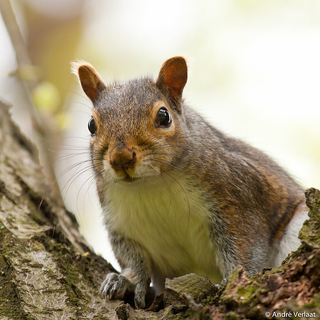 Grijze Eekhoorn / Eastern Grey Squirrel - Boston, USA