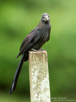 Kleine Ani / Smooth-billed Ani - Peperpot