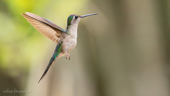 Kolibrie / Hummingbird