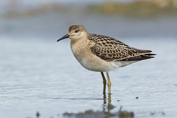 Kemphaan / Ruff - Den Helder