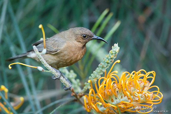 Bruine Dwerghoningeter / Dusky Honeyeater - Fraser Island