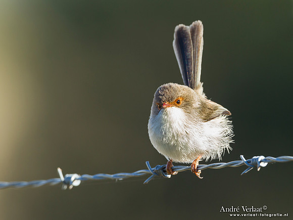 Ornaatelfje / Superb Fairy-wren - Highfields