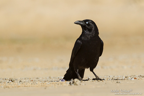 Australische Raaf / Australian Raven - Fraser Island