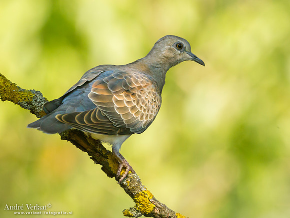 Zomertortel / Turtle-Dove - Tiszagyenda