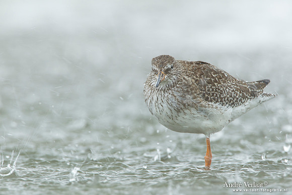 Tureluur / Redshank - Den Helder