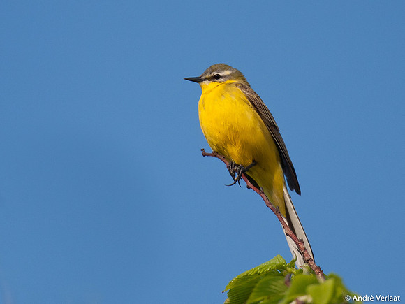 Gele Kwikstaart / Western Yellow Wagtail - Leekermeer