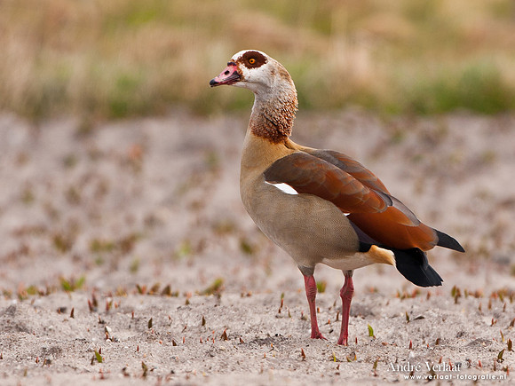 Nijlgans / Egyptian Goose - Wieringermeer
