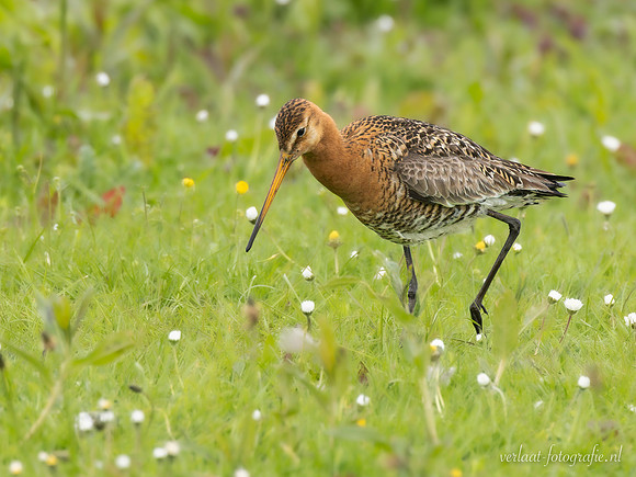 Grutto / Black-tailed Godwit - Wognum
