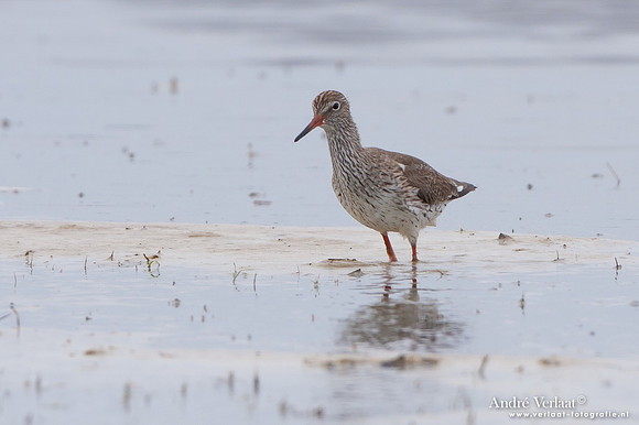 Tureluur / Redshank - Wieringermeer