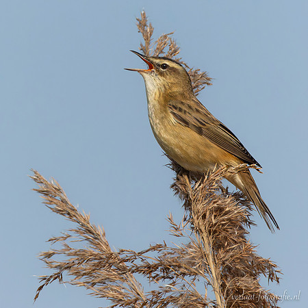 Rietzanger / Sedge Warbler - Zouweboezem