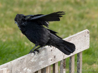 Zwarte Kraai / Carrion Crow - Neck