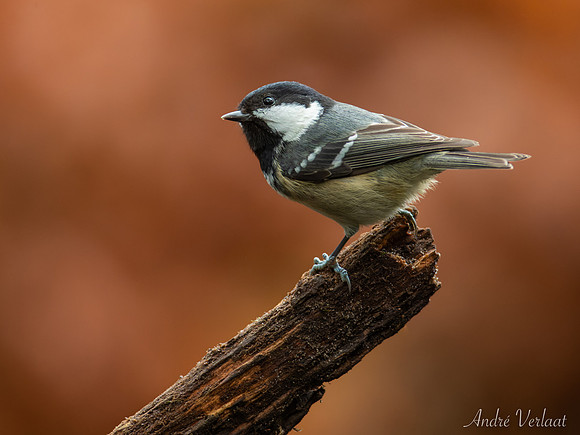 Zwarte Mees / Coal Tit - Oss