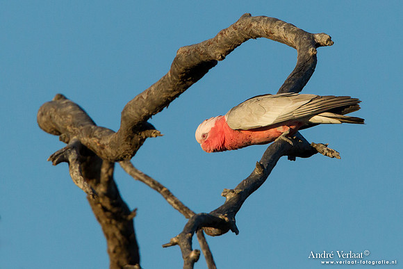 Roze Kaketoe- Galah / Bowra Sanctuary