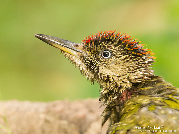 Groene Specht / Green Woodpecker - Tiszagyenda