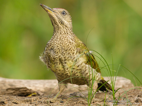 Groene Specht / Green Woodpecker - Tiszagyenda