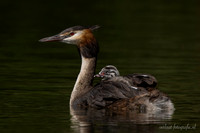Fuut / Great Crested Grebe - Wognum