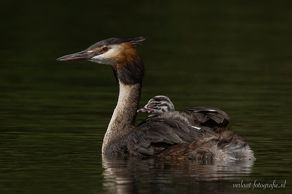 Fuut / Great Crested Grebe - Wognum