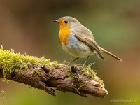 Roodborst / Robin - Lemelerberg