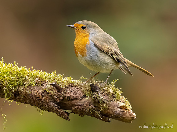 Roodborst / Robin - Lemelerberg