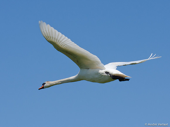 Knobbelzwaan / Mute Swan - Egboetswater