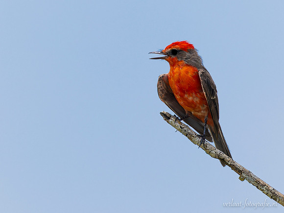 Rode Tiran / Vermilion Flycatcher (M) - Tizimin