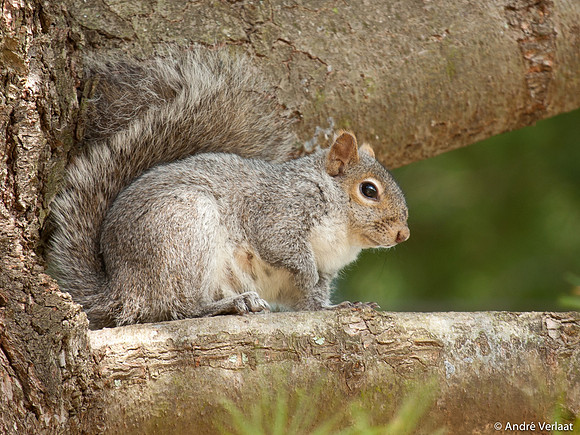 Grijze Eekhoorn / Eastern Grey Squirrel - Boston, USA