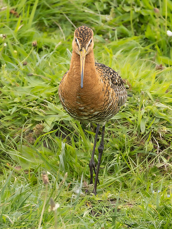Grutto / Black-tailed Godwit - Wognum