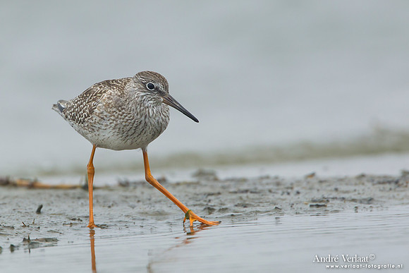 Tureluur / Redshank - Den Helder
