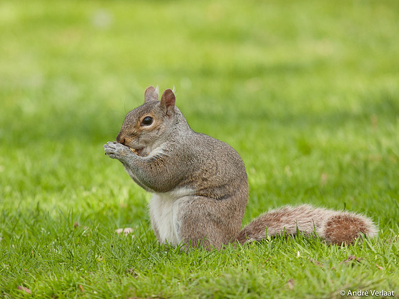 Grijze Eekhoorn / Eastern Grey Squirrel - Boston, USA