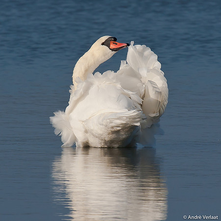 Knobbelzwaan / Mute Swan - Oostvaardersplassen