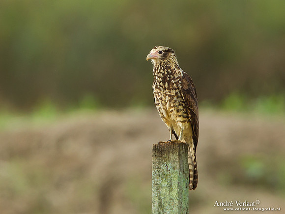 Geelkopcaracara / Yellow-headed Caracara - Peperpot