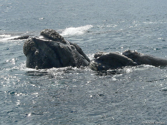 Zuidkaper / Southern Right Whale - Peninsula Valdes, Argentina