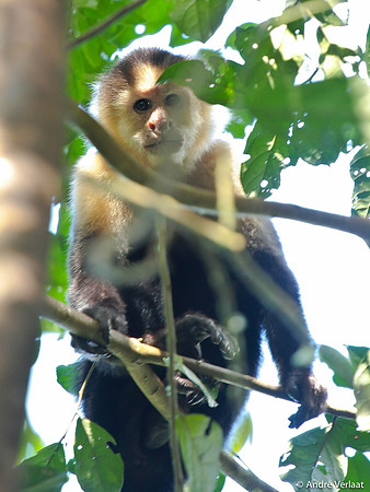 Witschouderkapucijnaap / White faced Capuchin Monkey - Sarapiquí, Costa Rica