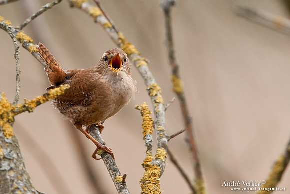 Winterkoning / Winter Wren - Oostvaardersplassen