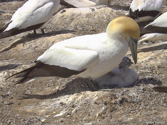 Jan van Gent / Gannet - Cape Kidnappers