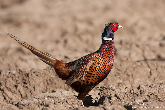 Fazant / Pheasant - Oostwoud