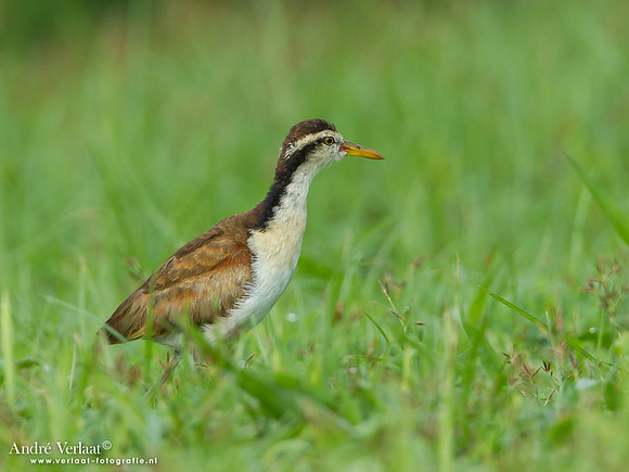 Leljacana / Wattled Jacana (Juvenile) - Peperpot