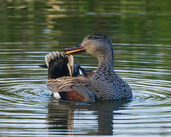 Krakeend / Gadwall - Schardam
