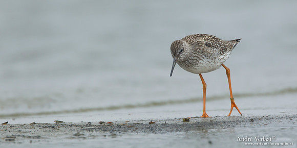 Tureluur / Redshank - Den Helder